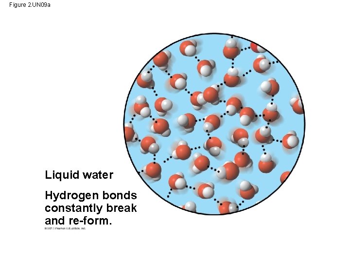 Figure 2. UN 09 a Liquid water Hydrogen bonds constantly break and re-form. 