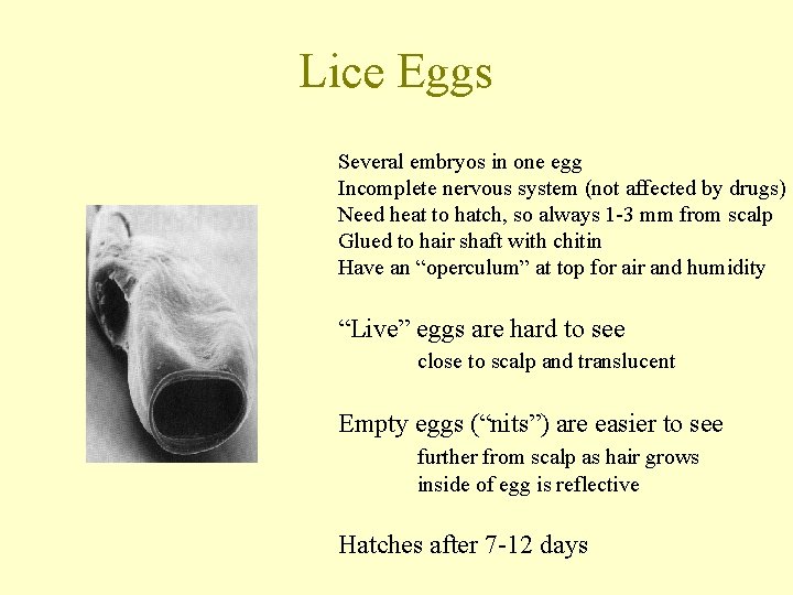 Lice Eggs Several embryos in one egg Incomplete nervous system (not affected by drugs)