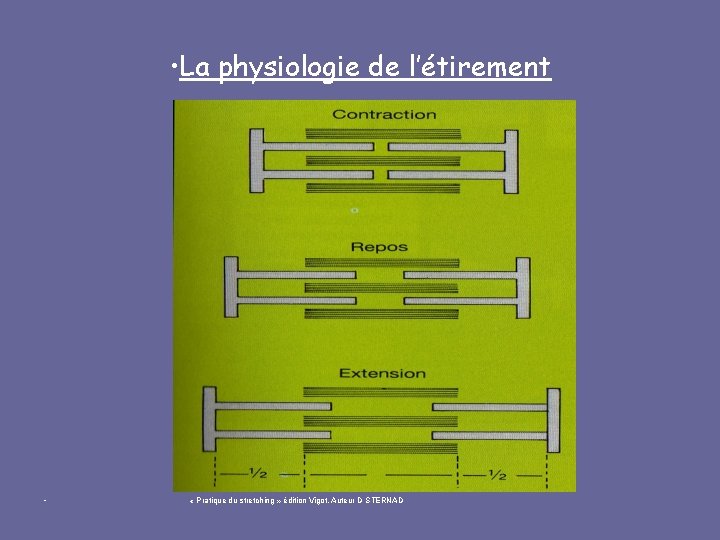  • La physiologie de l’étirement • « Pratique du stretching » édition Vigot,