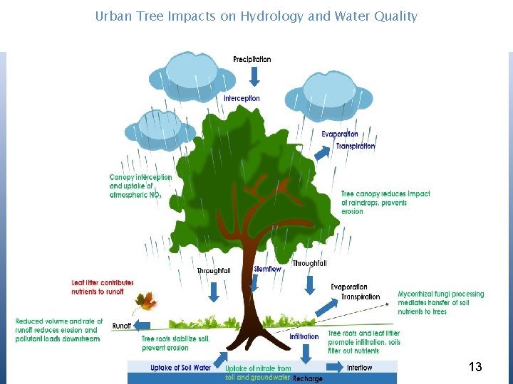 Urban Tree Impacts on Hydrology and Water Quality 13 