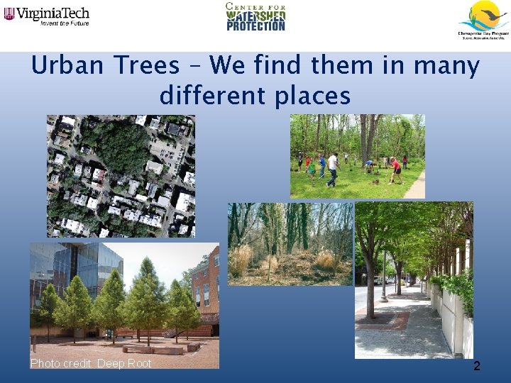 Urban Trees – We find them in many different places Photo credit: Deep Root