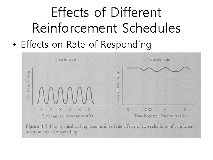 Effects of Different Reinforcement Schedules • Effects on Rate of Responding 