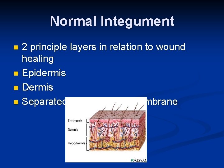 Normal Integument 2 principle layers in relation to wound healing n Epidermis n Dermis