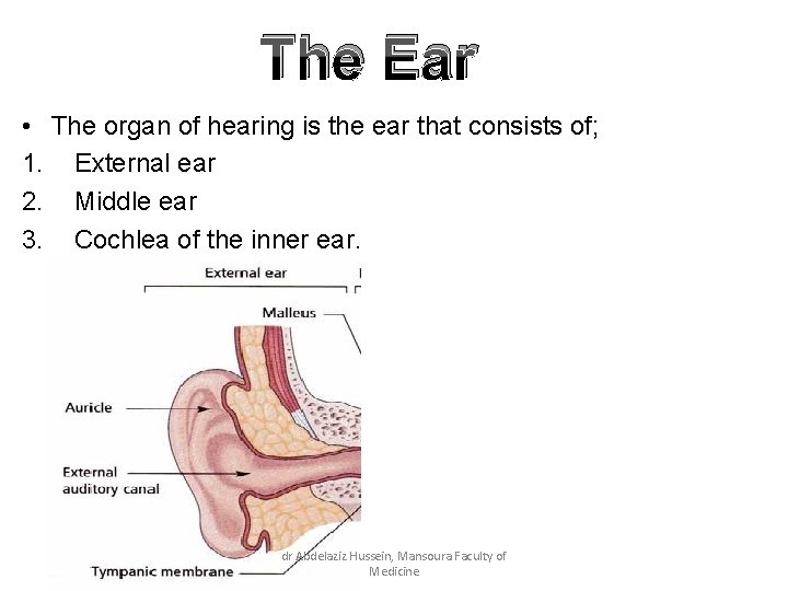 The Ear • The organ of hearing is the ear that consists of; 1.