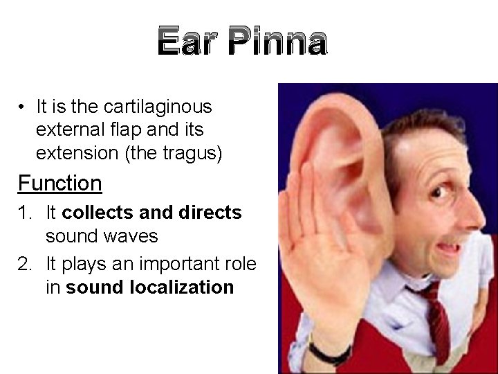 Ear Pinna • It is the cartilaginous external flap and its extension (the tragus)