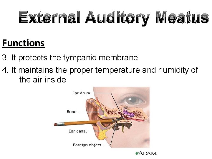 External Auditory Meatus Functions 3. It protects the tympanic membrane 4. It maintains the