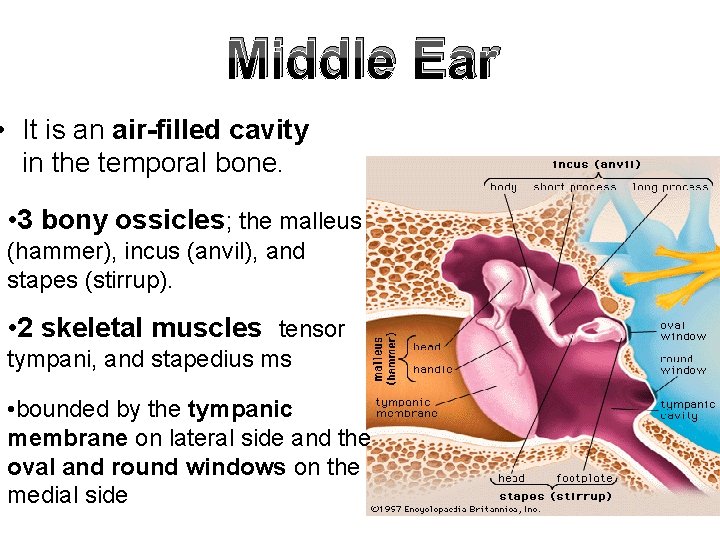 Middle Ear • It is an air-filled cavity in the temporal bone. • 3