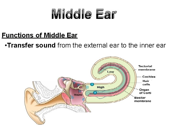 Middle Ear Functions of Middle Ear • Transfer sound from the external ear to