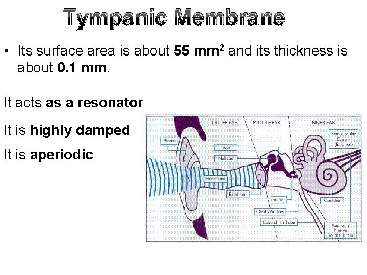 Tympanic Membrane • Its surface area is about 55 mm 2 and its thickness
