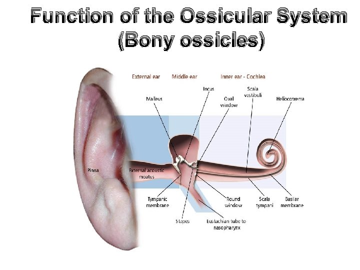 Function of the Ossicular System (Bony ossicles) 