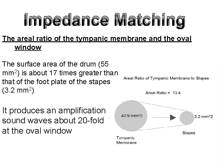 Impedance Matching The areal ratio of the tympanic membrane and the oval window The