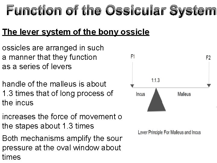 Function of the Ossicular System The lever system of the bony ossicles are arranged