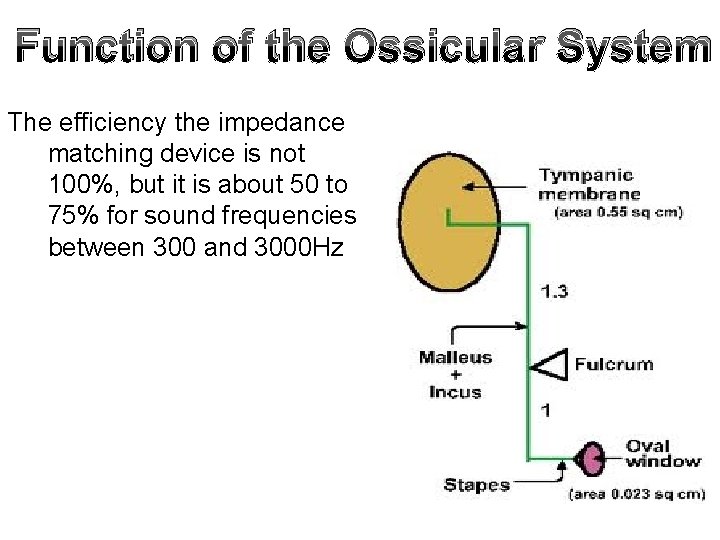 Function of the Ossicular System The efficiency the impedance matching device is not 100%,