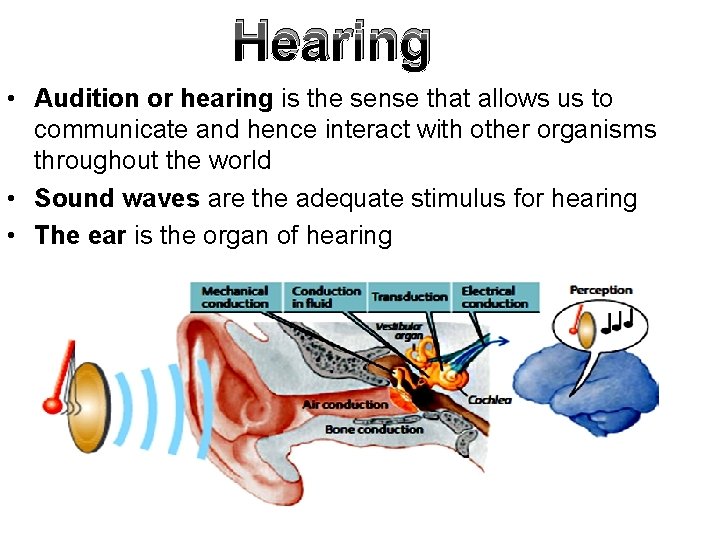 Hearing • Audition or hearing is the sense that allows us to communicate and