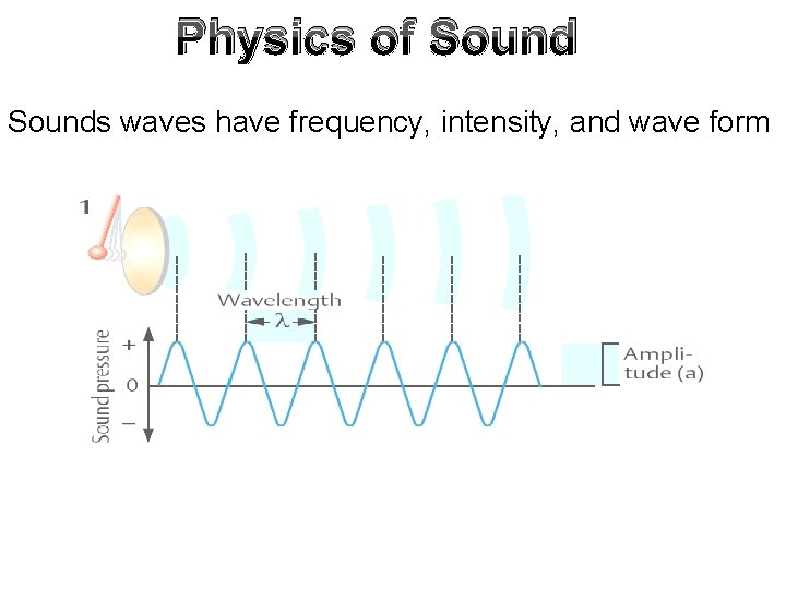 Physics of Sounds waves have frequency, intensity, and wave form 