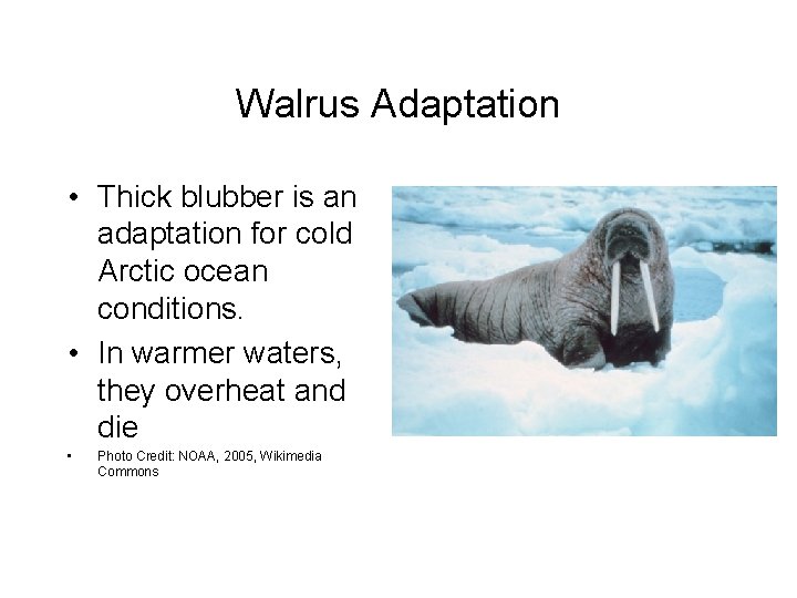 Walrus Adaptation • Thick blubber is an adaptation for cold Arctic ocean conditions. •