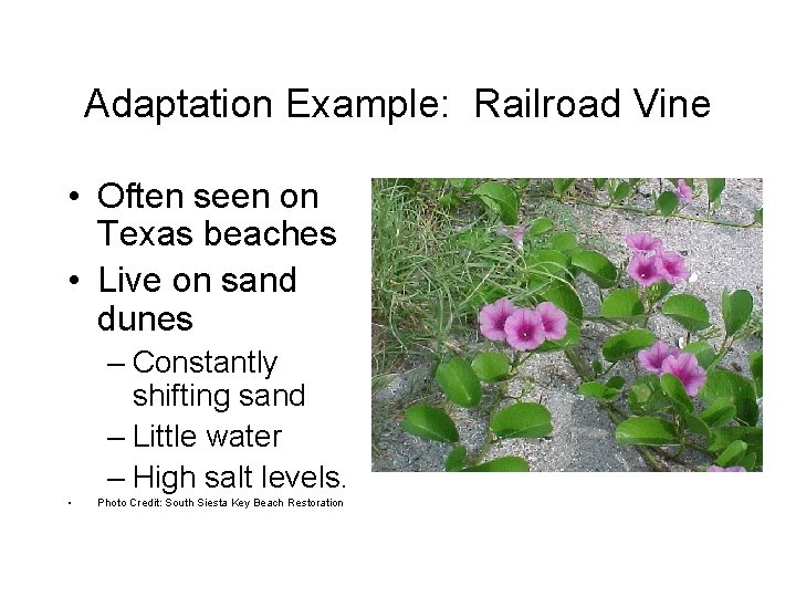 Adaptation Example: Railroad Vine • Often seen on Texas beaches • Live on sand