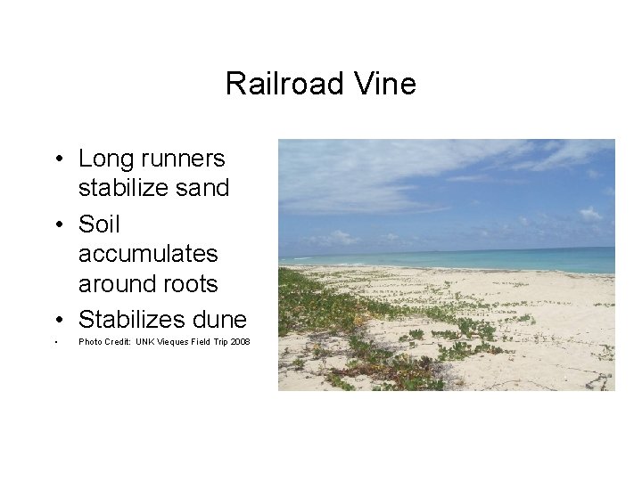 Railroad Vine • Long runners stabilize sand • Soil accumulates around roots • Stabilizes