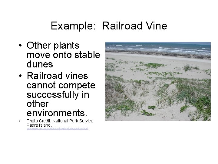 Example: Railroad Vine • Other plants move onto stable dunes • Railroad vines cannot