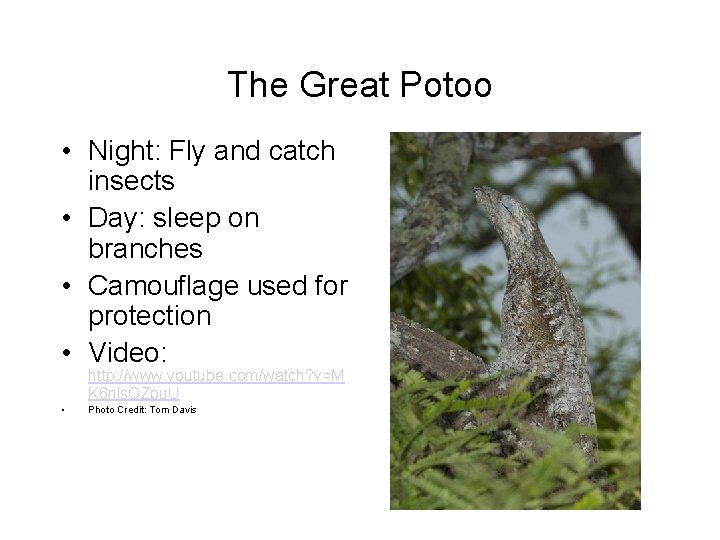 The Great Potoo • Night: Fly and catch insects • Day: sleep on branches