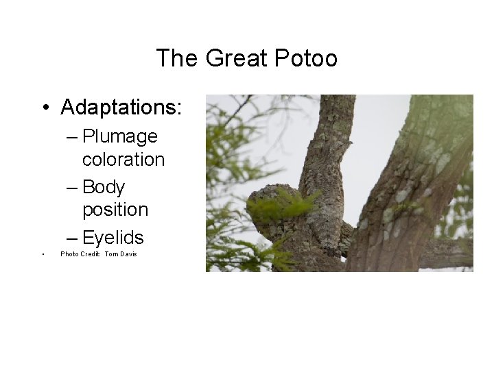 The Great Potoo • Adaptations: – Plumage coloration – Body position – Eyelids •
