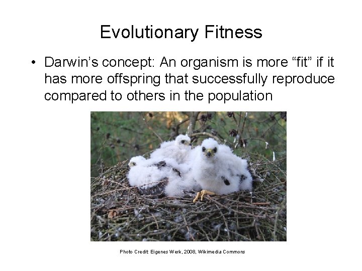 Evolutionary Fitness • Darwin’s concept: An organism is more “fit” if it has more