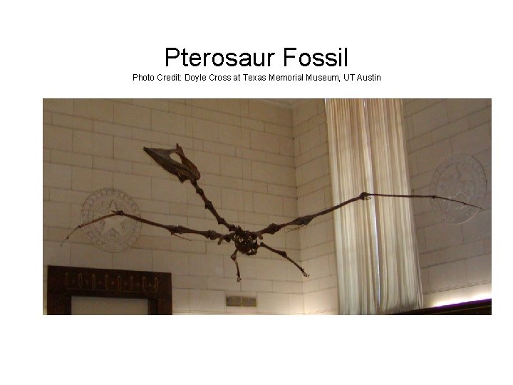 Pterosaur Fossil Photo Credit: Doyle Cross at Texas Memorial Museum, UT Austin 