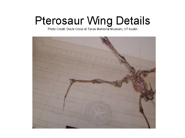 Pterosaur Wing Details Photo Credit: Doyle Cross at Texas Memorial Museum, UT Austin 