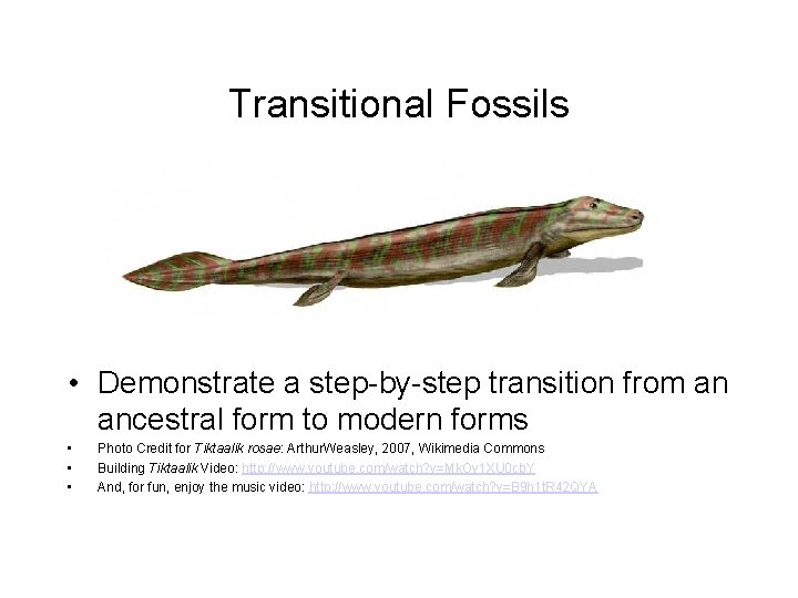 Transitional Fossils • Demonstrate a step-by-step transition from an ancestral form to modern forms
