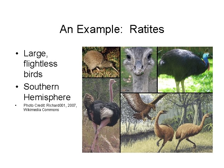 An Example: Ratites • Large, flightless birds • Southern Hemisphere • Photo Credit: Richard