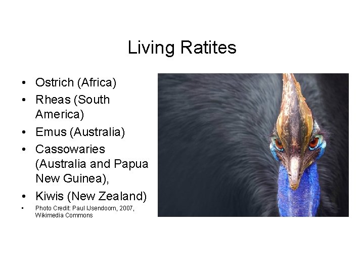 Living Ratites • Ostrich (Africa) • Rheas (South America) • Emus (Australia) • Cassowaries