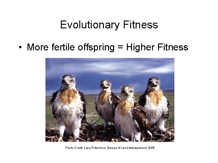 Evolutionary Fitness • More fertile offspring = Higher Fitness Photo Credit: Larry Ridenhour, Bureau