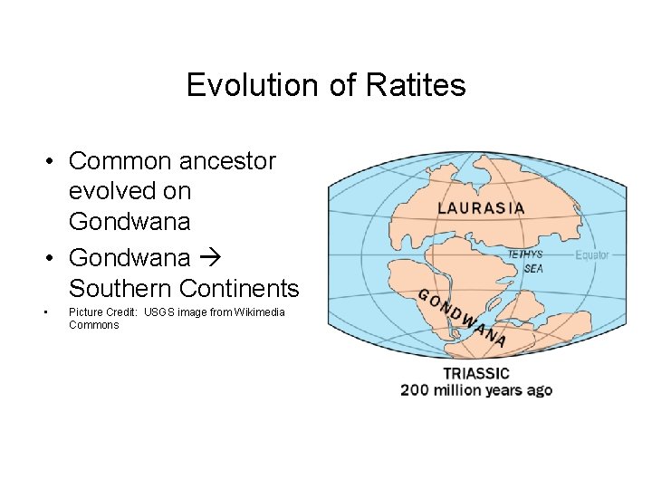 Evolution of Ratites • Common ancestor evolved on Gondwana • Gondwana Southern Continents •