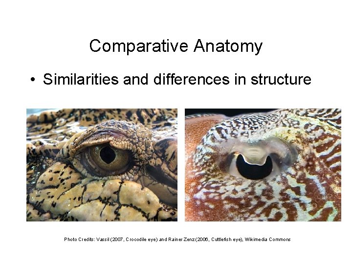 Comparative Anatomy • Similarities and differences in structure Photo Credits: Vassil (2007, Crocodile eye)