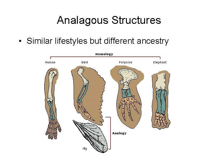 Analagous Structures • Similar lifestyles but different ancestry 