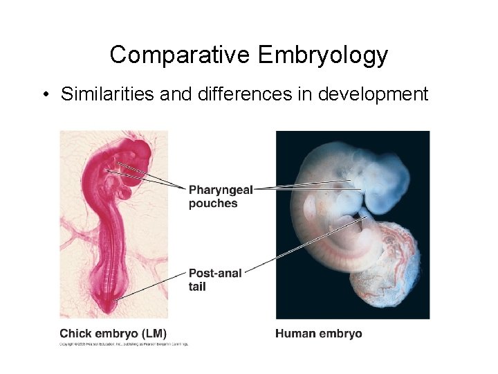 Comparative Embryology • Similarities and differences in development 