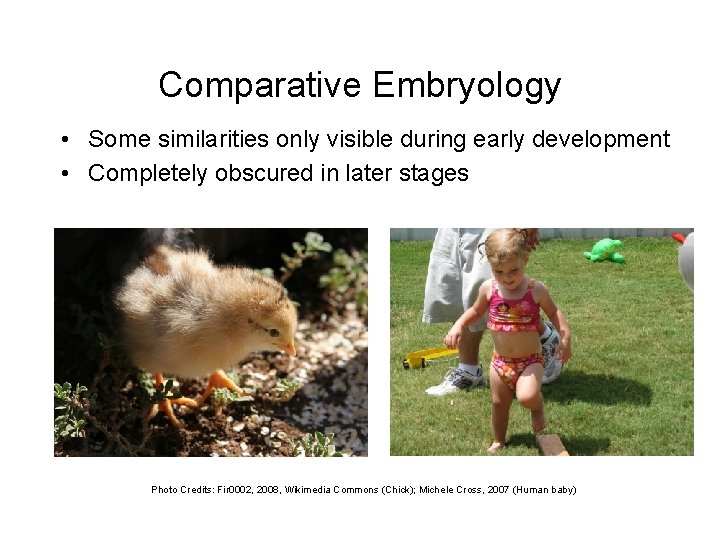 Comparative Embryology • Some similarities only visible during early development • Completely obscured in