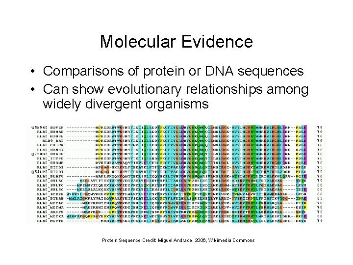 Molecular Evidence • Comparisons of protein or DNA sequences • Can show evolutionary relationships