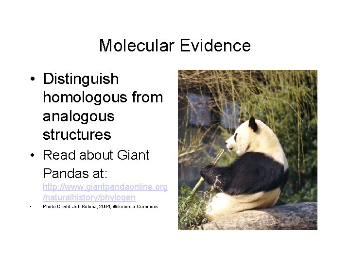 Molecular Evidence • Distinguish homologous from analogous structures • Read about Giant Pandas at: