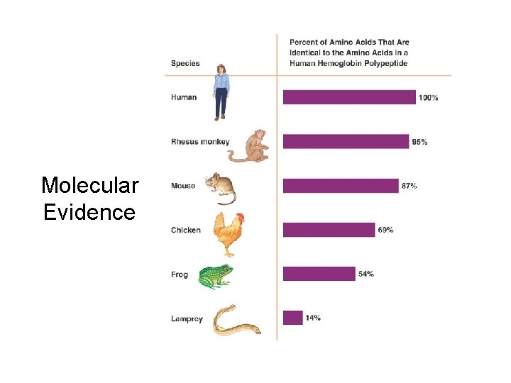 Molecular Evidence 