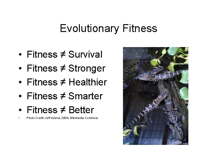 Evolutionary Fitness • • • Fitness ≠ Survival Fitness ≠ Stronger Fitness ≠ Healthier