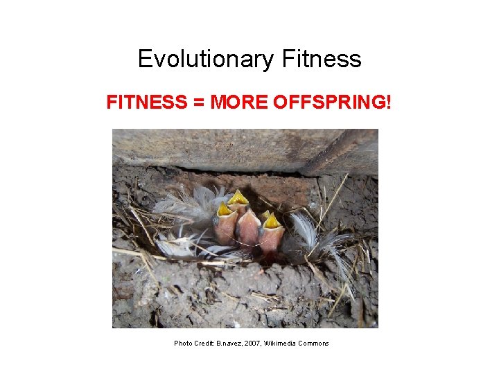 Evolutionary Fitness FITNESS = MORE OFFSPRING! Photo Credit: B. navez, 2007, Wikimedia Commons 