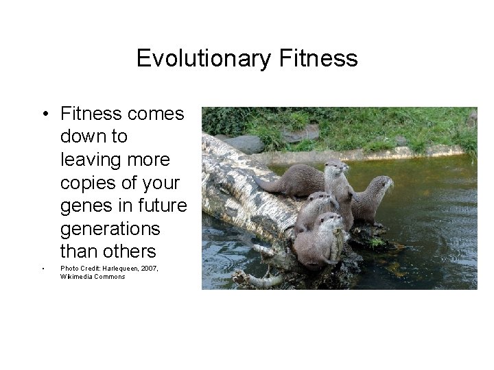 Evolutionary Fitness • Fitness comes down to leaving more copies of your genes in
