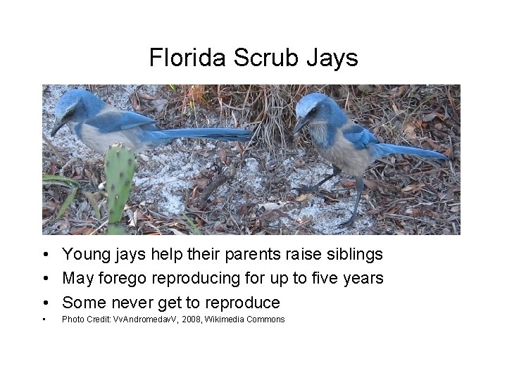 Florida Scrub Jays • Young jays help their parents raise siblings • May forego