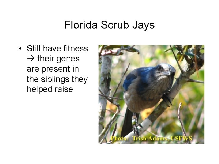 Florida Scrub Jays • Still have fitness their genes are present in the siblings