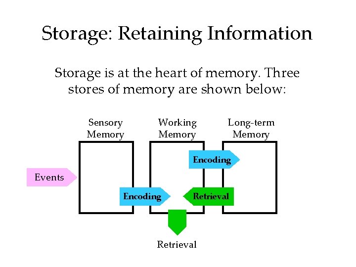 Storage: Retaining Information Storage is at the heart of memory. Three stores of memory