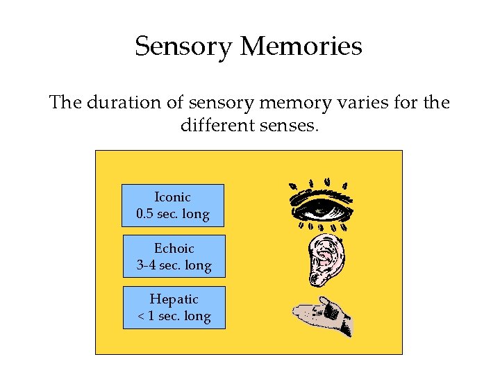 Sensory Memories The duration of sensory memory varies for the different senses. Iconic 0.