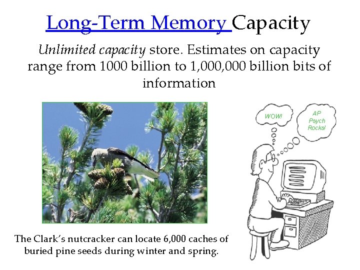 Long-Term Memory Capacity Unlimited capacity store. Estimates on capacity range from 1000 billion to