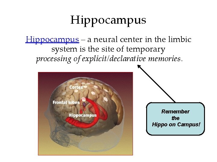 Hippocampus – a neural center in the limbic system is the site of temporary