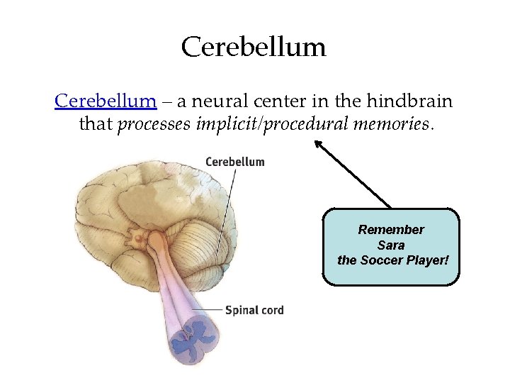 Cerebellum – a neural center in the hindbrain that processes implicit/procedural memories. Remember Sara